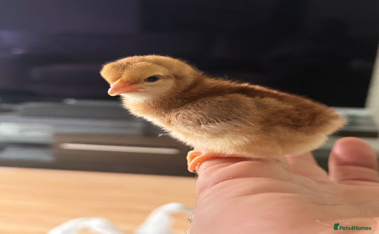 Chickens poultry - Advert 6