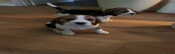 Beagle dogs for sale: Beautiful KC registered beagle puppies - Advert 11