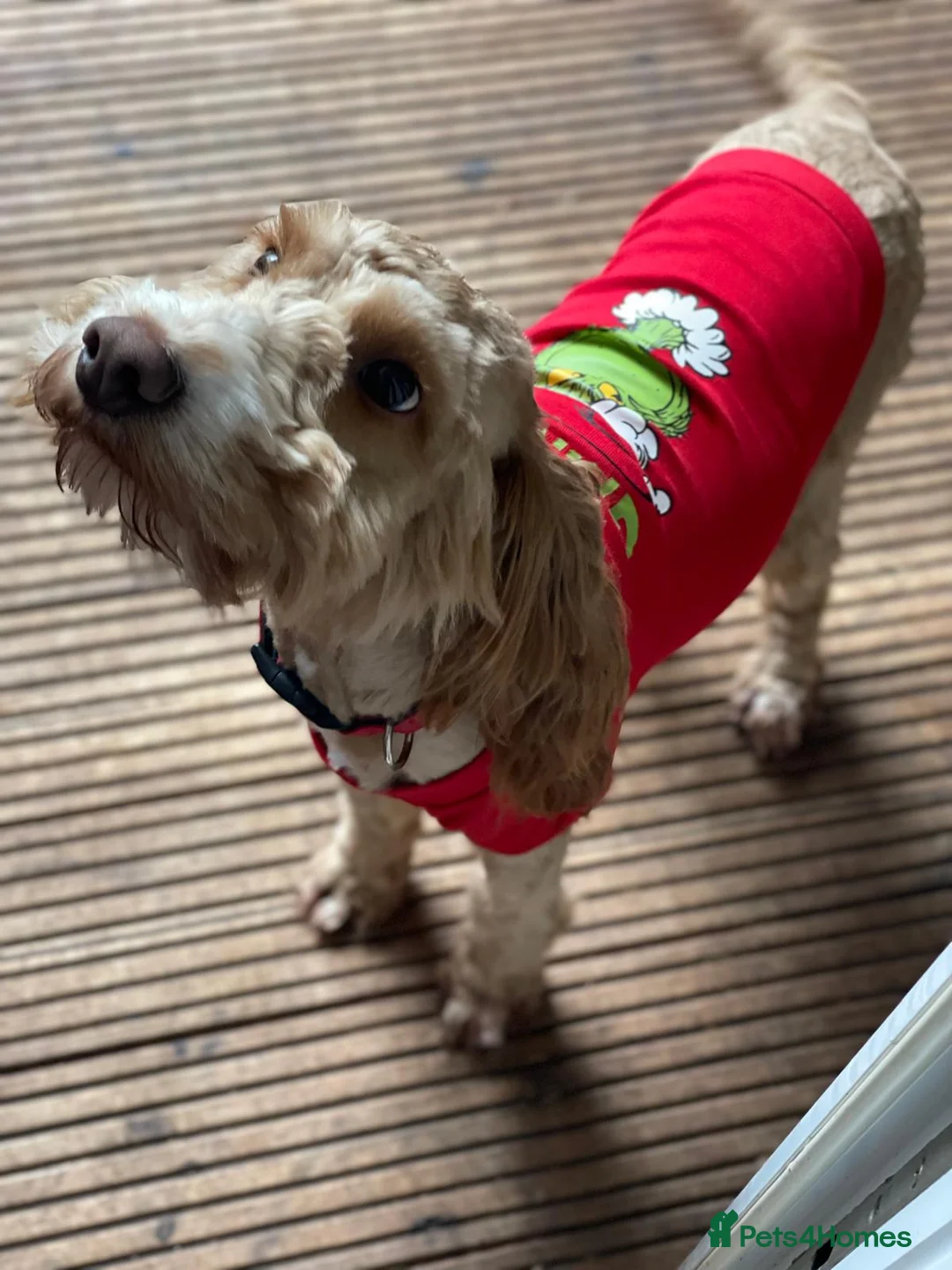 Cockapoo dogs for sale: Help me find Discos forever home - Advert 1