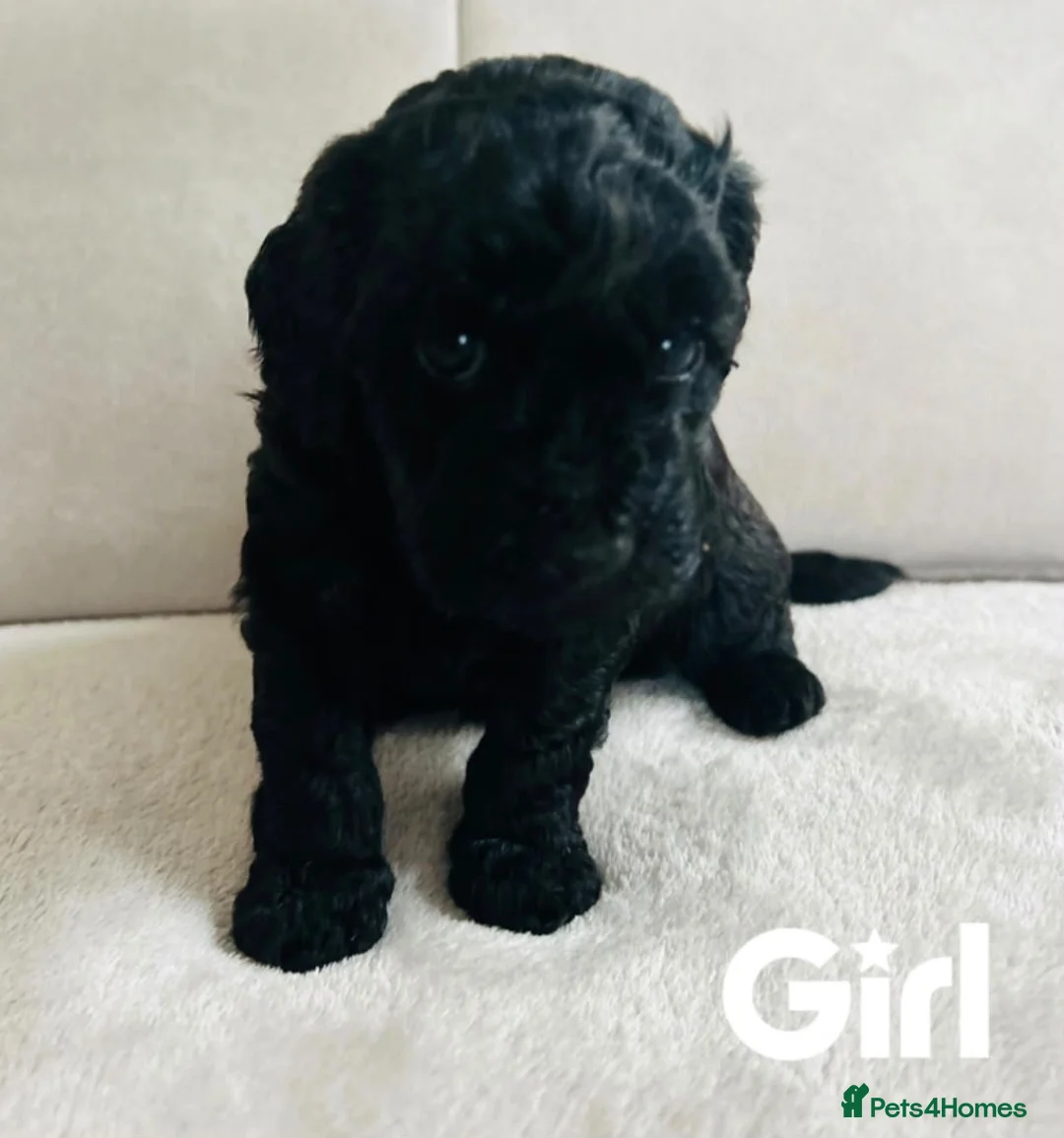 Cockapoo dogs for sale: 🤎7 puppies 🐶 for sale 🤎 stunning parents 🤎🤎 - Advert 10