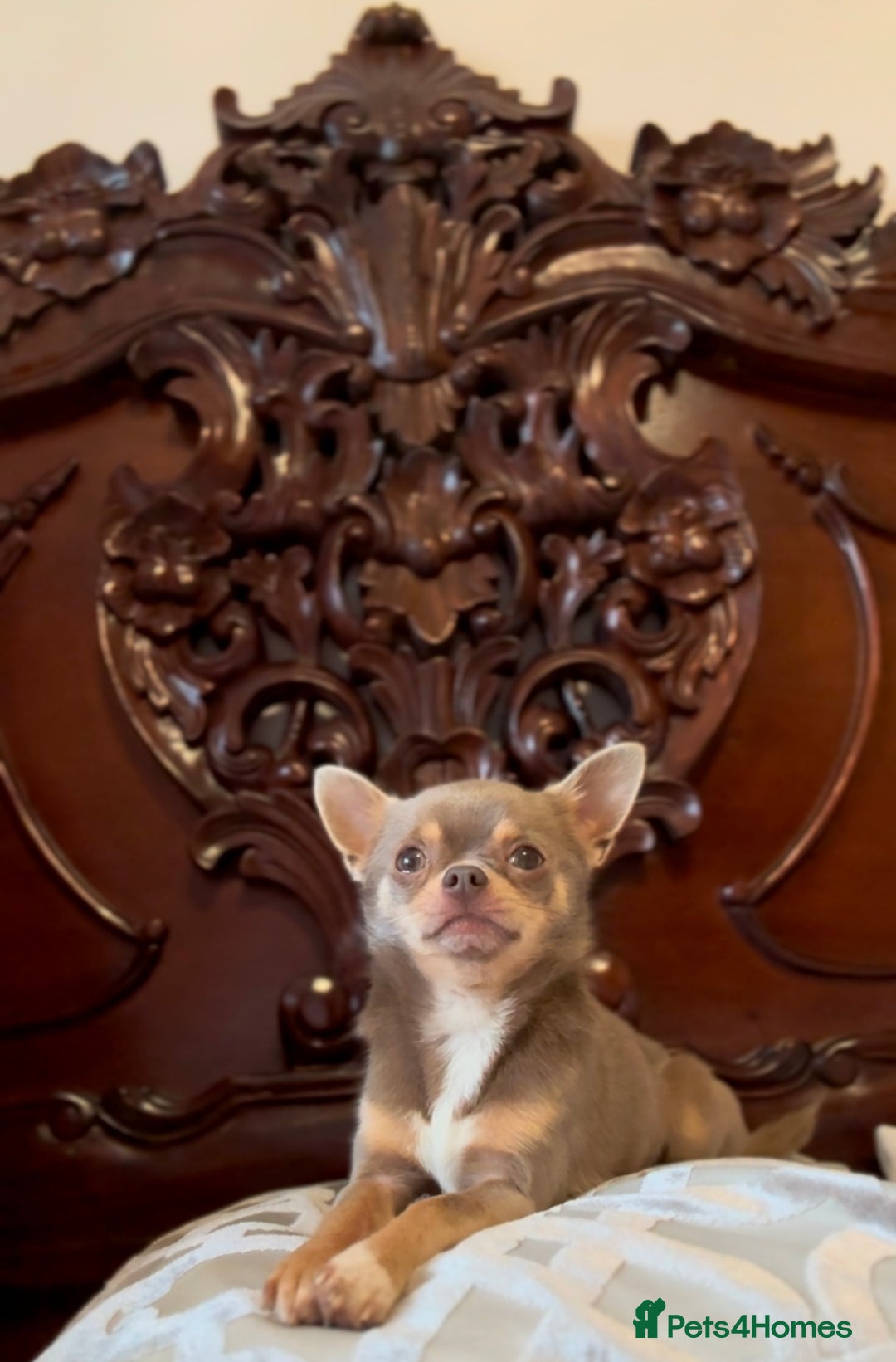 Chihuahua dogs for sale: Chihuahua puppies available on  ** s  - Advert 31