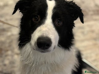 Border Collie dogs Border Collie - Advert 1