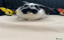 Lionhead rabbits for sale: ⭐️Pure Breed lionheads⭐️ in Halstead - Image 9