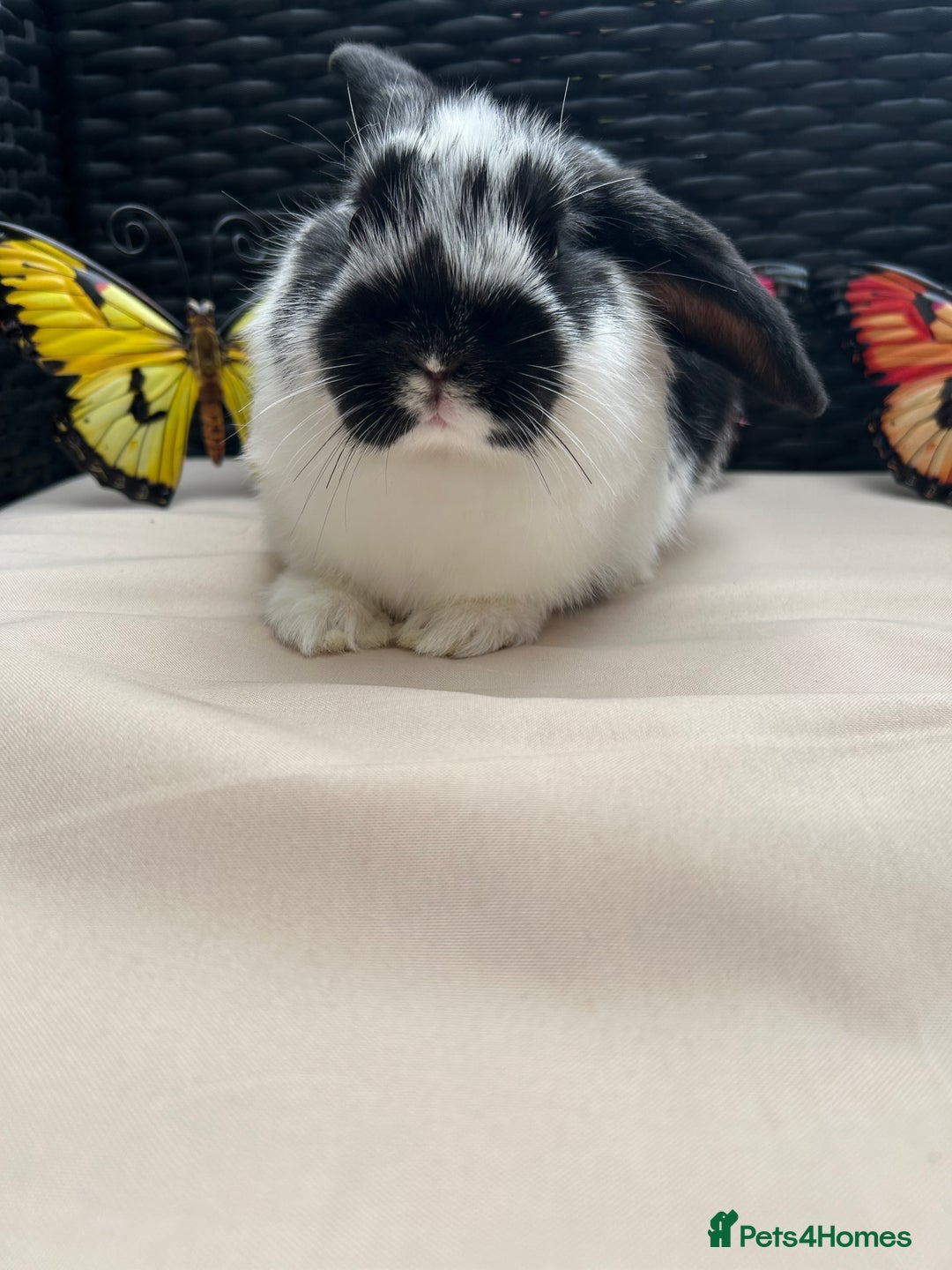Lionhead rabbits for sale: ⭐️Pure Breed lionheads⭐️ in Halstead - Image 9
