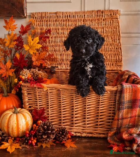 Saint Berdoodle dogs Mini Saint Bernadoodles -Ready NEXT WEEKEND - Advert 2