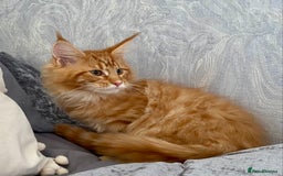 Maine Coon cats for sale: TICA reg Full Pedigree Red Tabby Maine Coon Kitten - Image 2