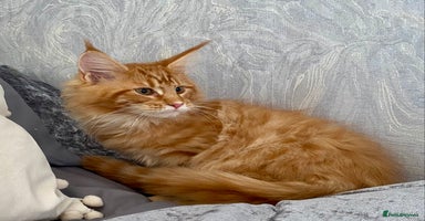 Maine Coon cats - Advert 7