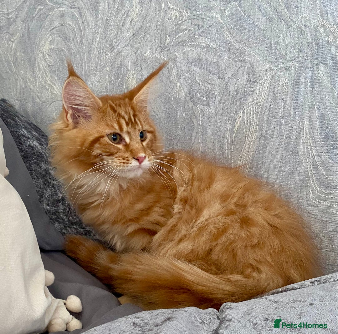 Maine Coon cats for sale: TICA reg Full Pedigree Red Tabby Maine Coon Kitten - Image 2