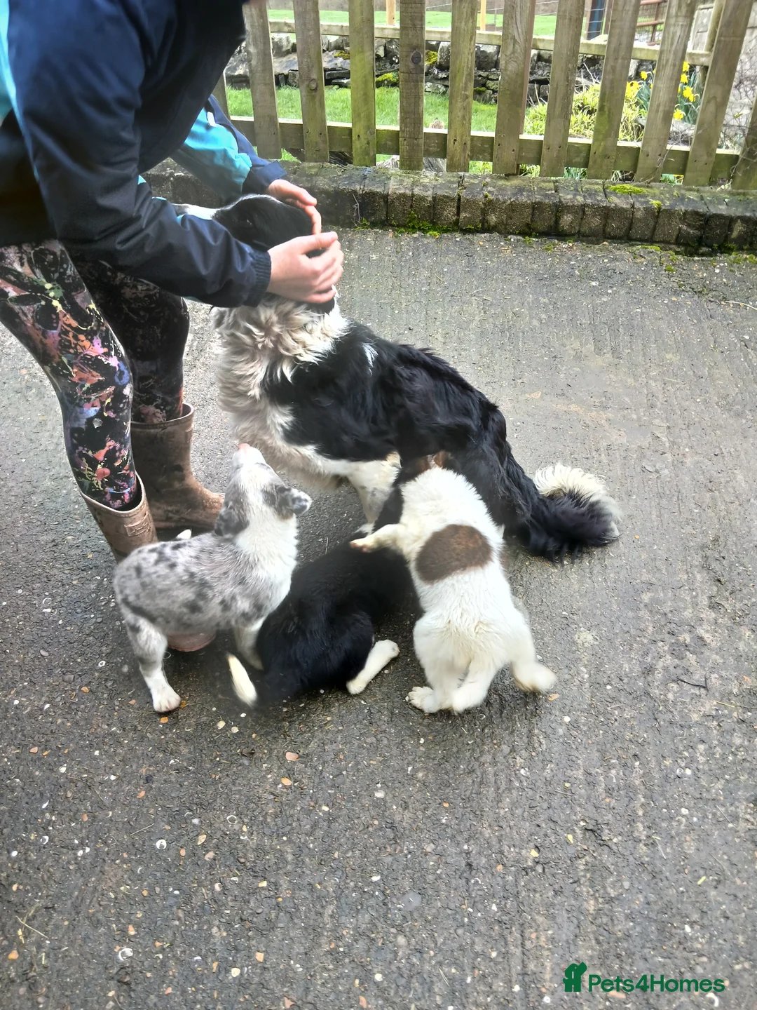 Mixed Breed dogs for sale: Border collie cross pups - Advert 2