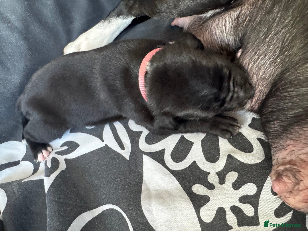 Staffordshire Bull Terrier dogs for sale: 9 chunky stuffy puppies - Image 16