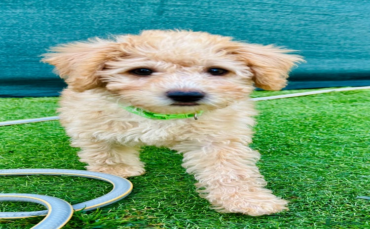 Labradoodle dogs in Milton Keynes - Advert 3