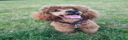 Miniature Poodle dogs for stud: Stunning health tested KC Red Miniature Poodle in Cannock - Advert 21