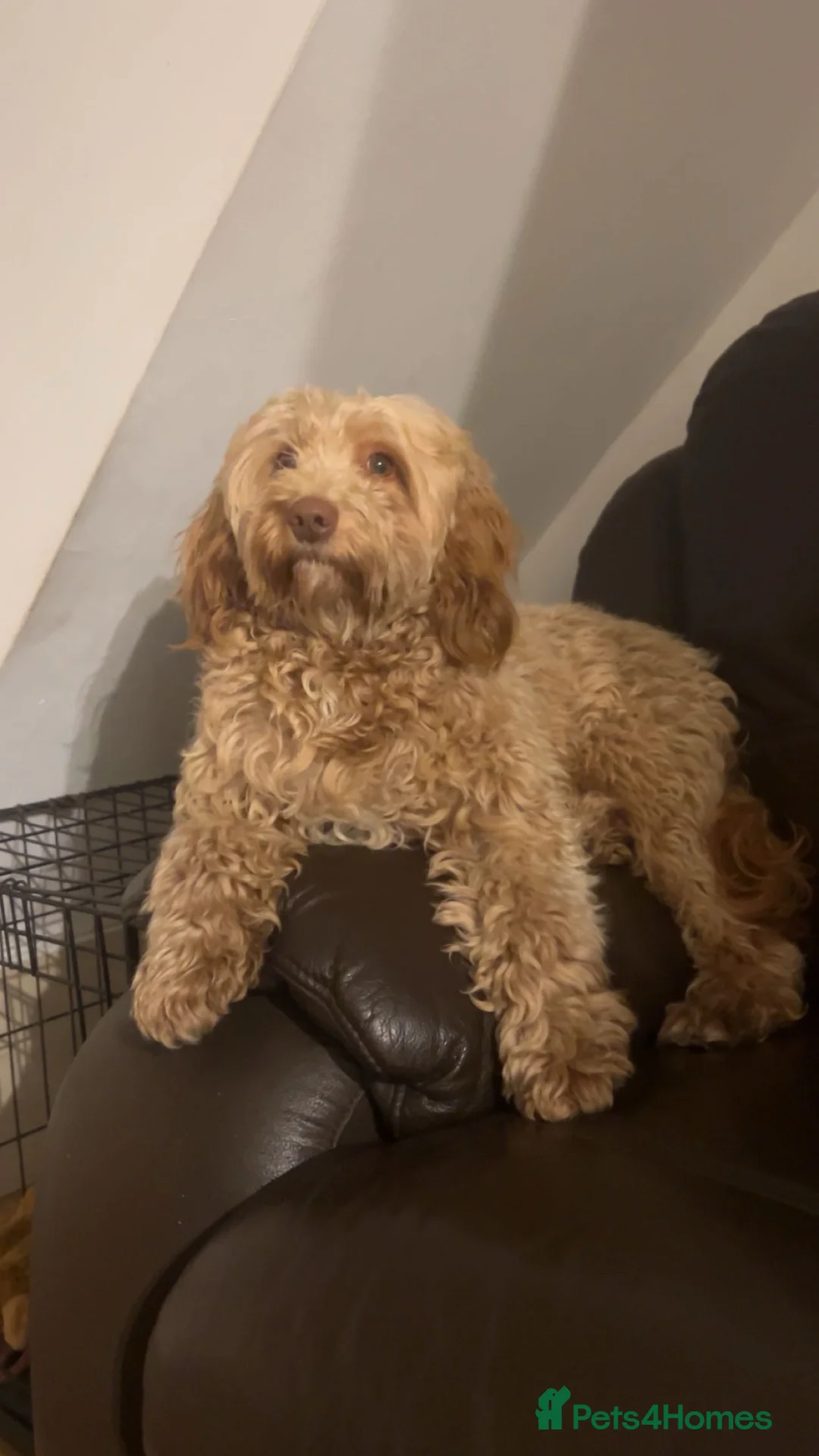 Mixed Breed dogs for stud: ❤️Beautiful stud🐾 - Advert 2