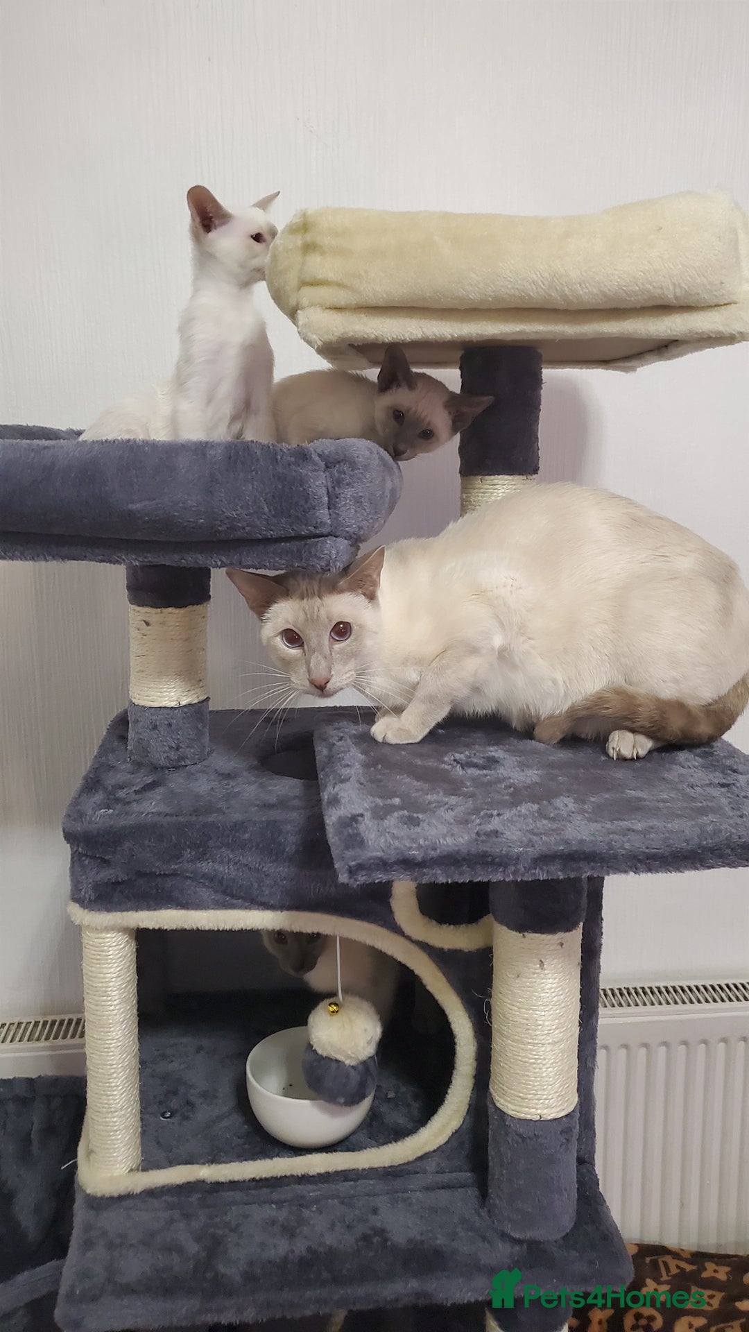 Siamese cats for sale: stunning Siamese Kittens  - Advert 7