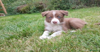 Border Collie dogs - Advert 6