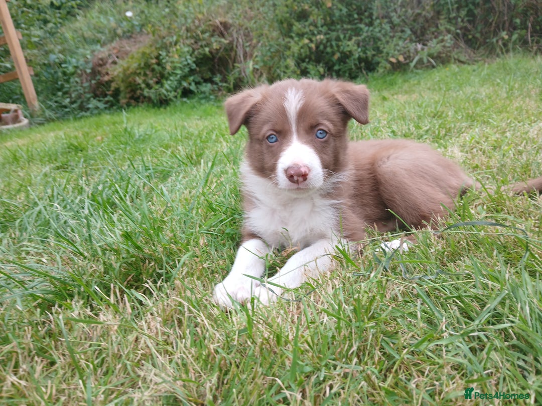 Border Collie dogs for sale: Delightful border collie pups  - Image 2
