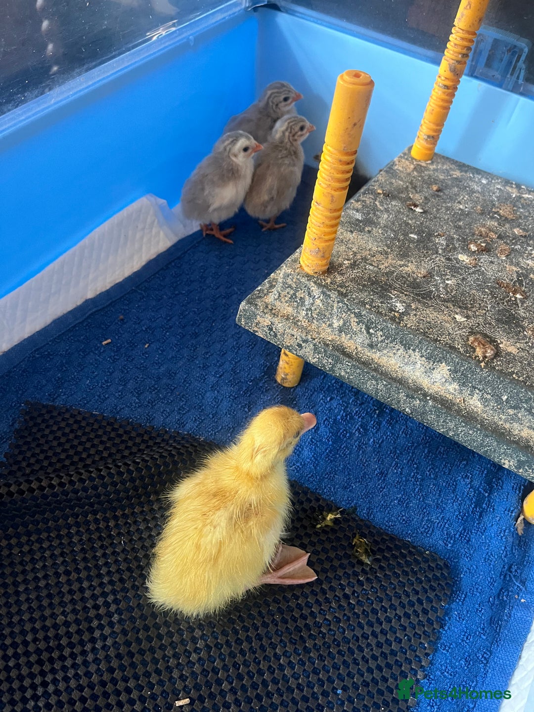 Ducks poultry for sale: Day Old Cherry Valley Ducklings for sale in Bolton - Image 1