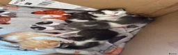Mixed Breed cats for sale: Tabby and calico mixed breed in Cockermouth - Advert 13