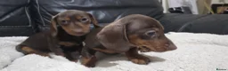 Dachshund dogs for sale: Dashund - Advert 4