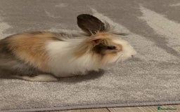 Lionhead rabbits for sale: Splodge - Advert 1