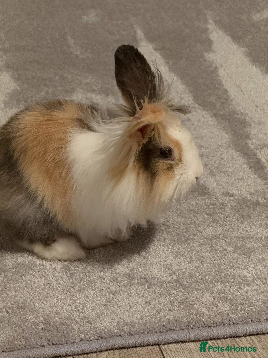 Lionhead rabbits for sale: Splodge - Advert 1