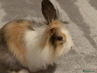 Lionhead rabbits Splodge - Advert 1