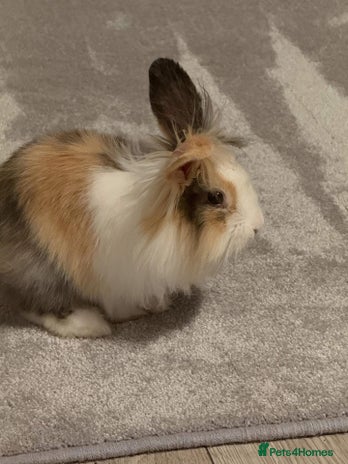 Lionhead rabbits Splodge - Advert 1