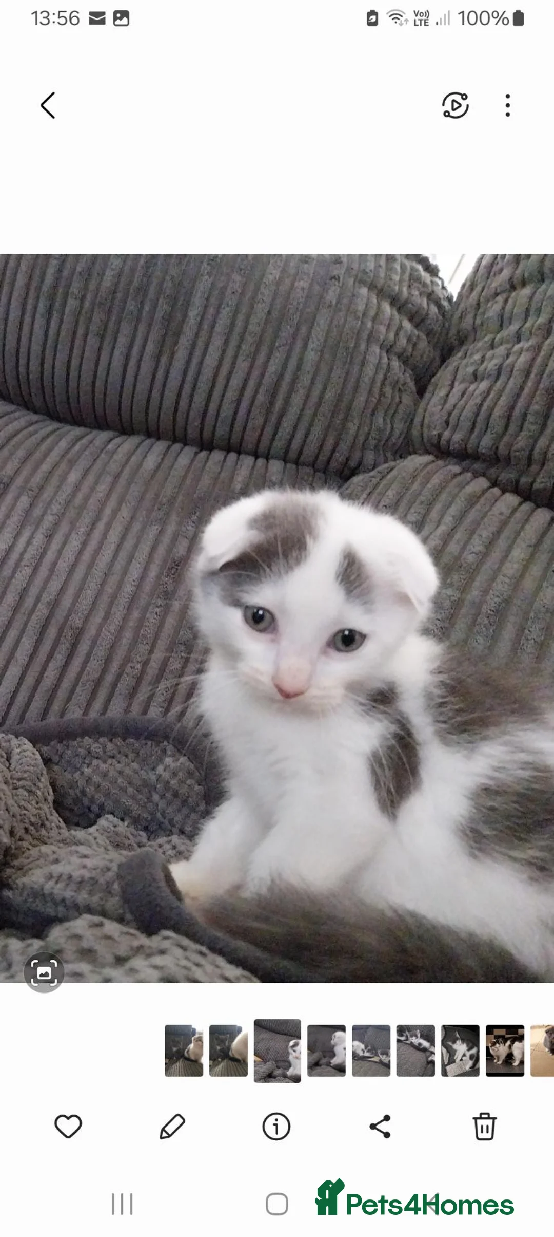 Mixed Breed cats for sale: Kittens for sale - Advert 6