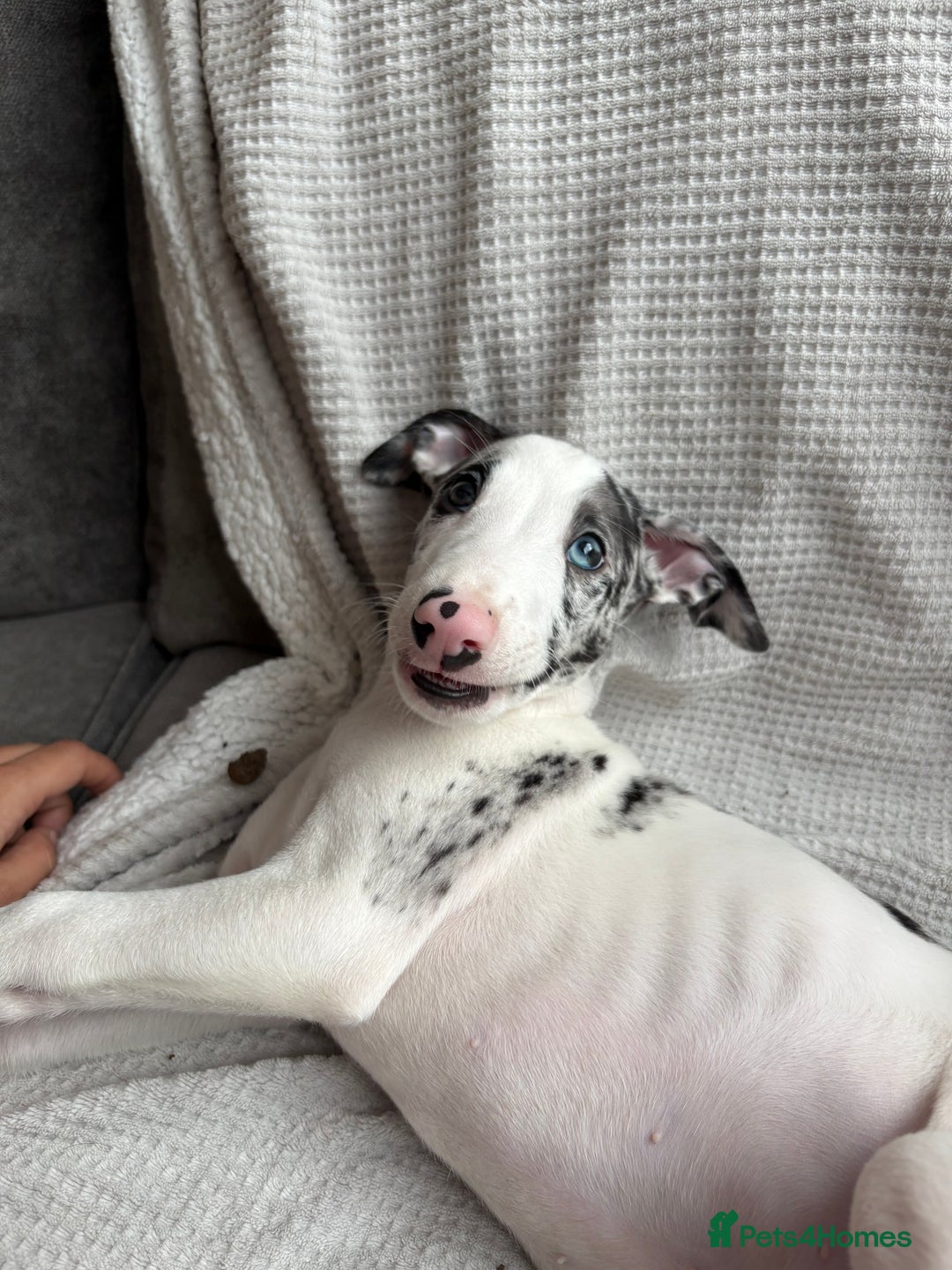 Mixed Breed dogs for sale: Collie Whippet Greyhound  - Image 5