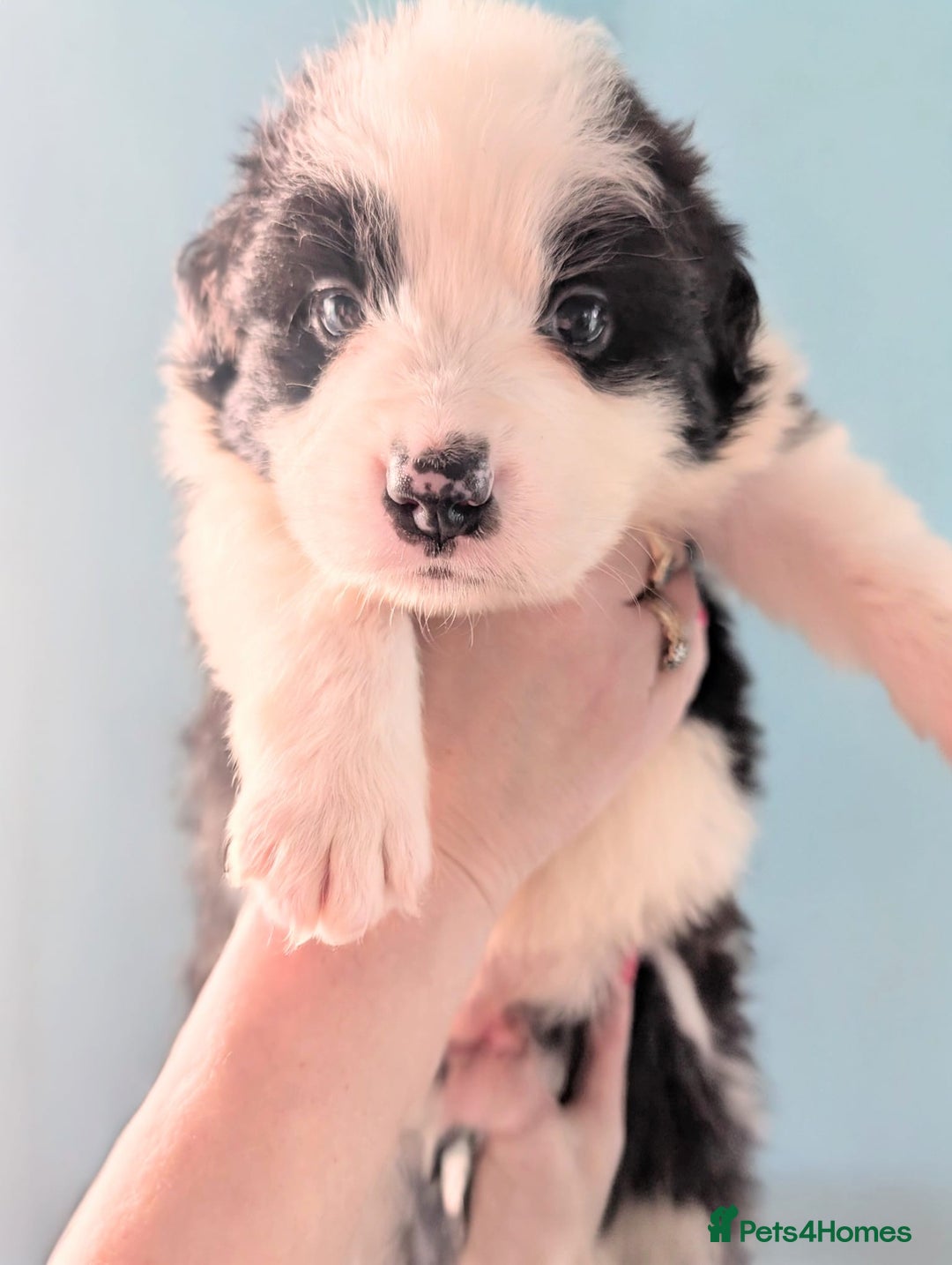 Mixed Breed dogs for sale: Beautiful Bordernese Puppies - Advert 14