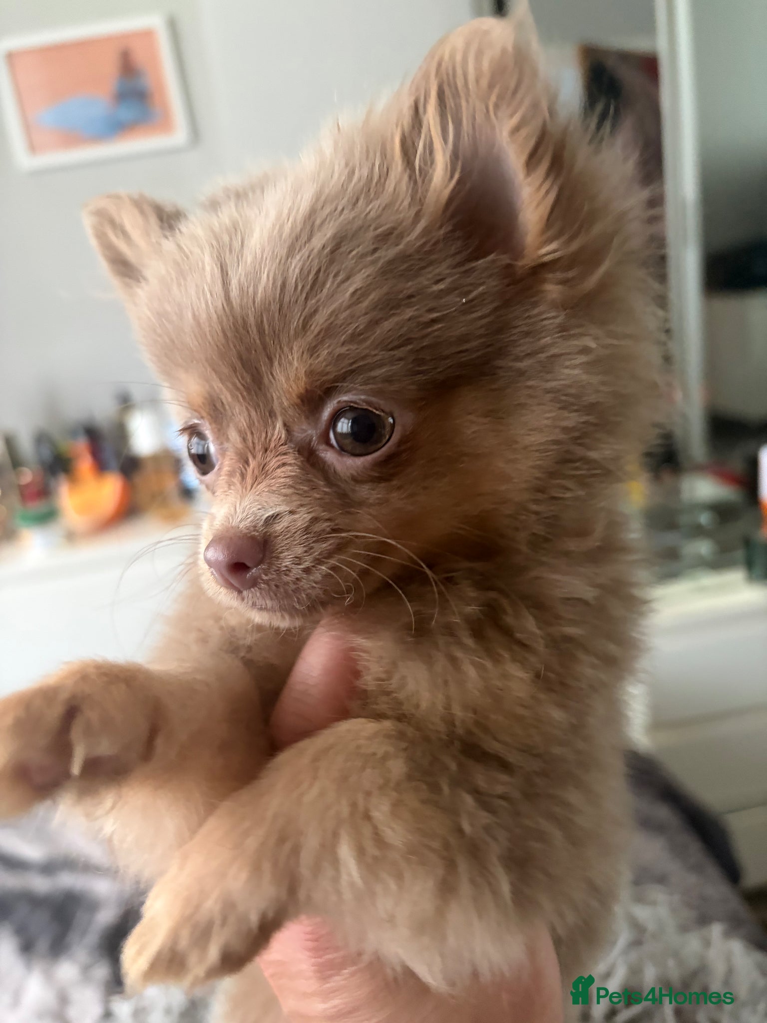 Pomeranian dogs for sale: Amazing lilac and tan micro  girl  - Advert 6