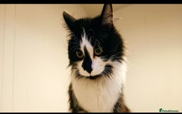 Mixed Breed cats for sale: Three black and white mixed breed kittens  - Image 5
