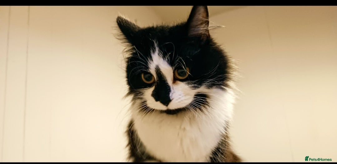 Mixed Breed cats for sale: Three black and white mixed breed kittens  - Image 5