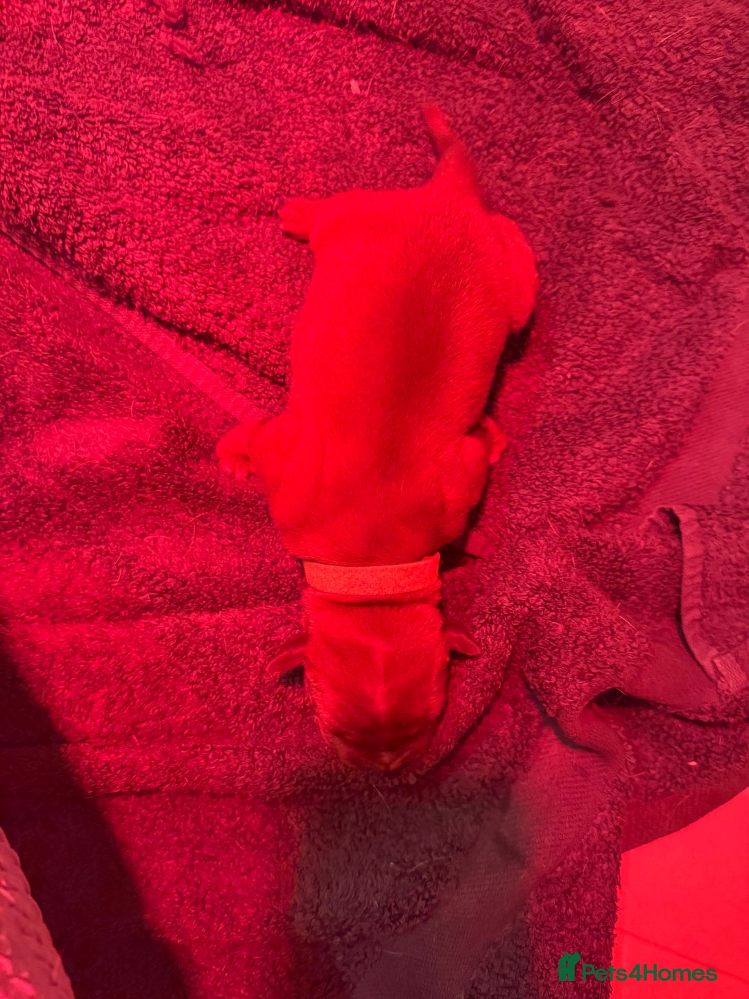 Dogue De Bordeaux dogs for sale: DOGUE DE BORDEAUX PUPPIES AVAILABLE 16/03/26 - Advert 19