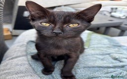 Domestic Shorthair cats for sale: 7 Month Old Male Kitten 🖤  - Image 4