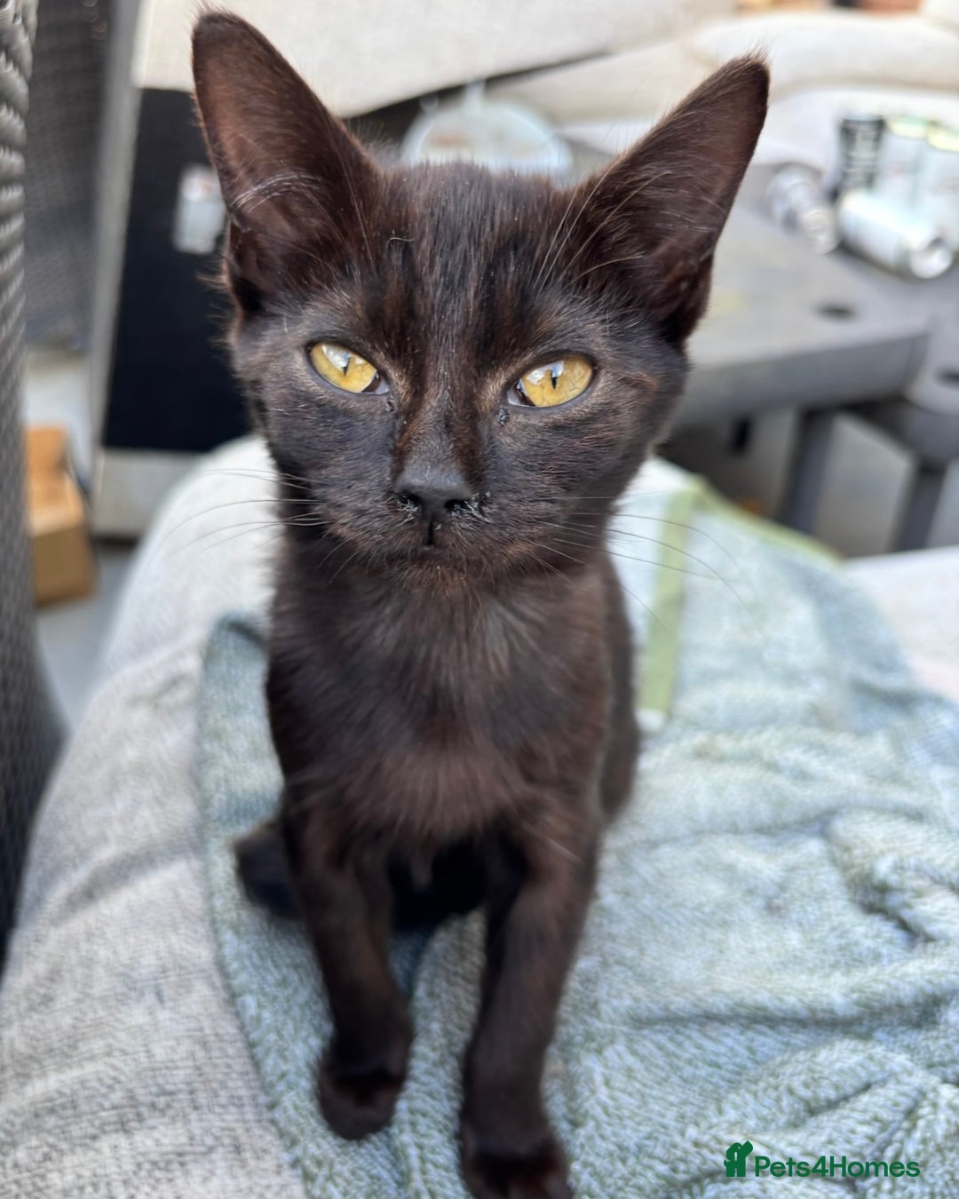 Domestic Shorthair cats for sale: 7 Month Old Male Kitten 🖤  - Image 4