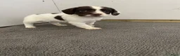 Sprocker dogs for sale: 🐶 Beautiful Sprocker Puppies – 5 Boys & 2 Girls ❤ in Sherborne - Advert 5