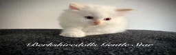 Ragdoll cats for sale: Gorgeous kittens with true ragdoll character - Advert 31