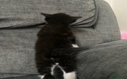 Mixed Breed cats for sale: Mixed kittens ready to go early december - Image 11