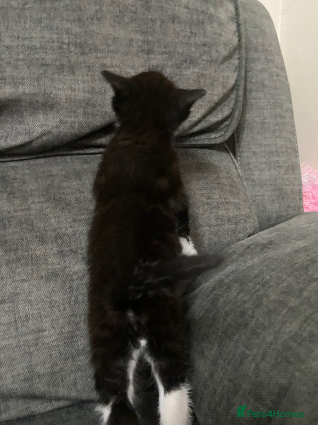 Mixed Breed cats for sale: Mixed kittens ready to go early december - Image 11