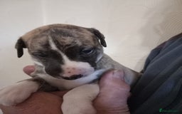 Whippet dogs for sale: Top Class Whippet Puppies bred from Champions - Image 18