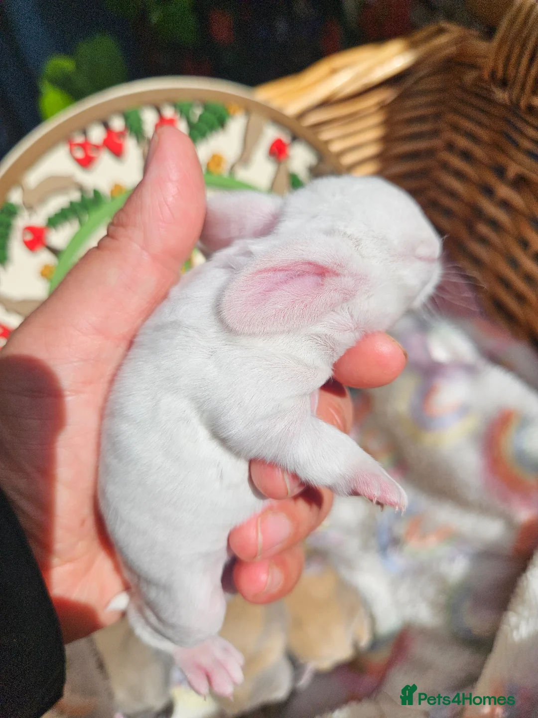 Mini Lop rabbits for sale: Mini Plush Lop Fairy Litter  - Suffolk - Advert 1