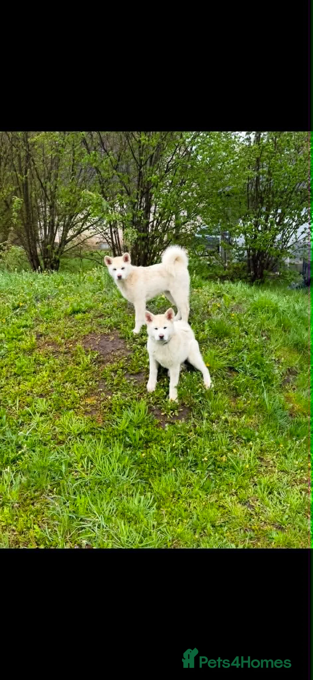 Japanese Akita Inu dogs for sale: Japanese Akita INU in Basildon - Advert 3