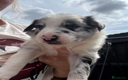 Border Collie dogs for sale: Fluffy long coat Blue merle border collie puppies - Image 15