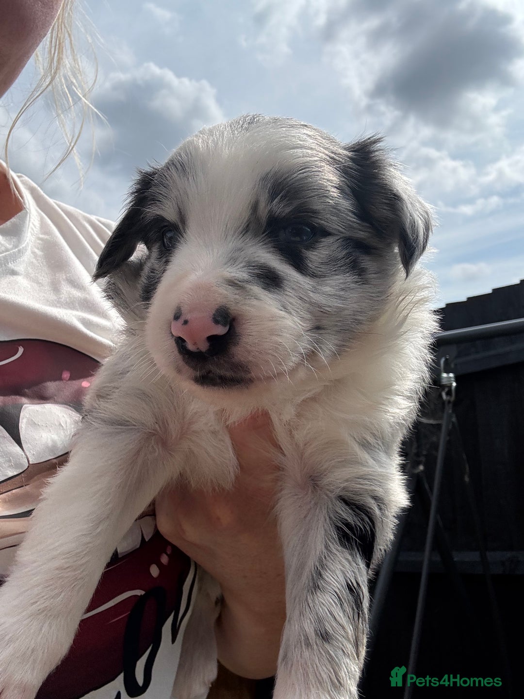 Border Collie dogs for sale: Fluffy long coat Blue merle border collie puppies - Image 15