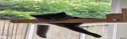 British Shorthair cats for sale: Two Beautiful British Shorthairs - Advert 3
