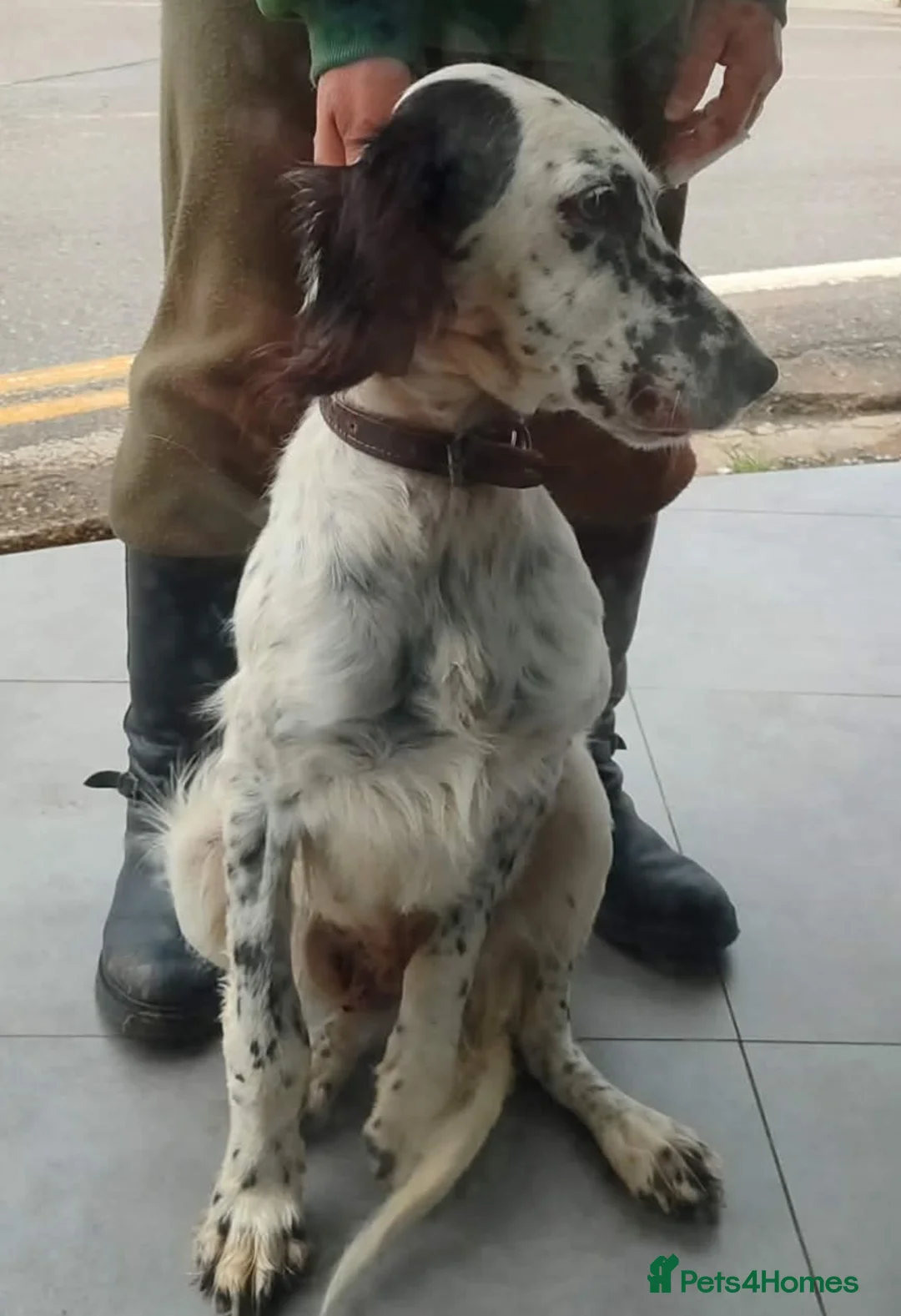 English Setter dogs for adoption: Rose! - Advert 6
