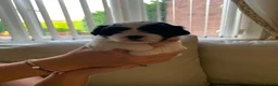 Malshi dogs for sale: Malshi puppies  - Advert 15
