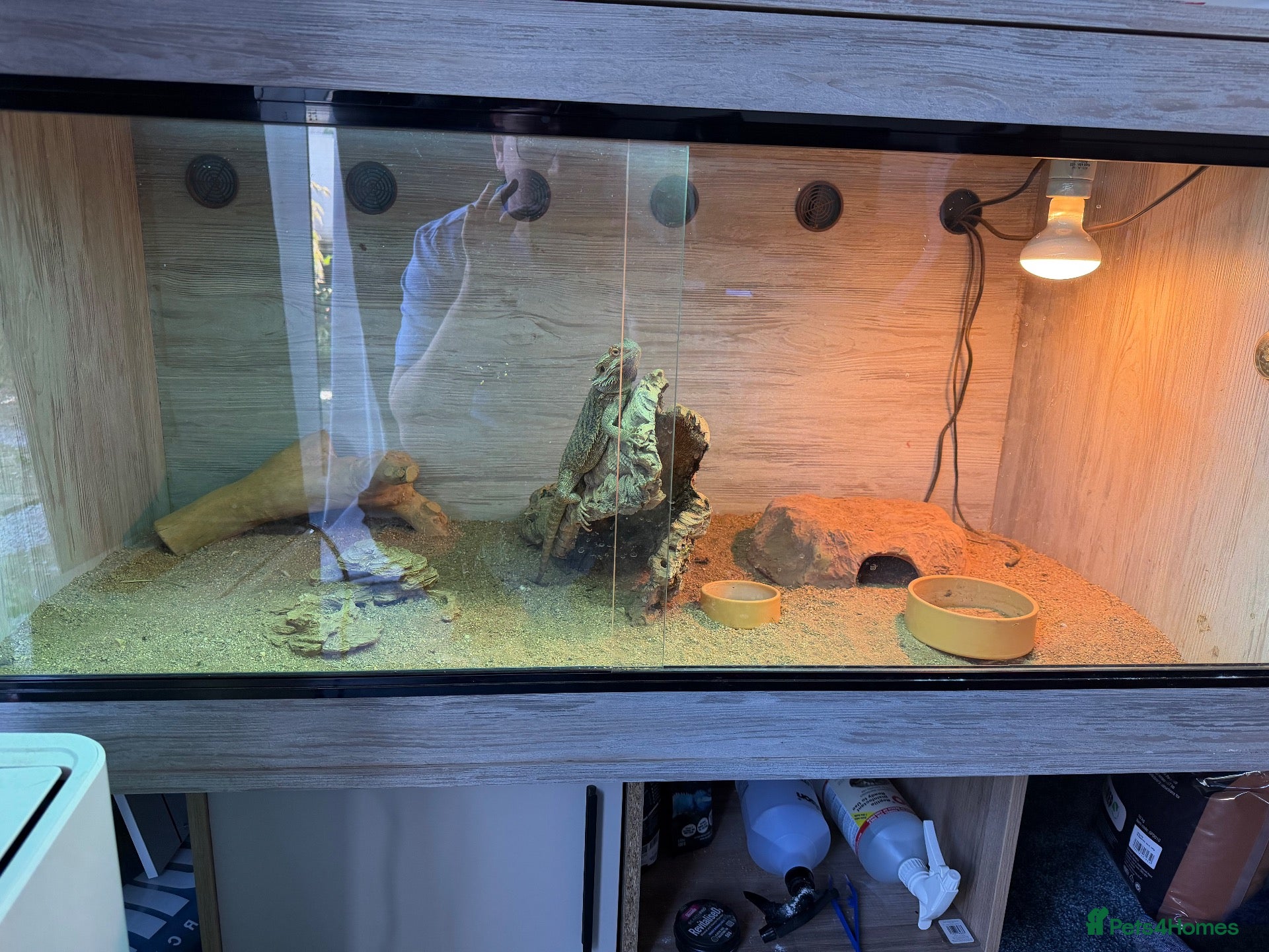 Dragon reptiles Bearded Dragon (Dave) + Enclosure  - Advert 1