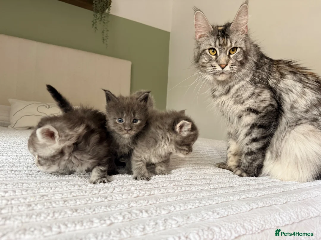Maine Coon cats for sale: Ready now, blue smoke maine coon kitten TICA reg - Advert 9
